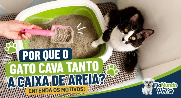 porque gato cava muito a caixa de areia