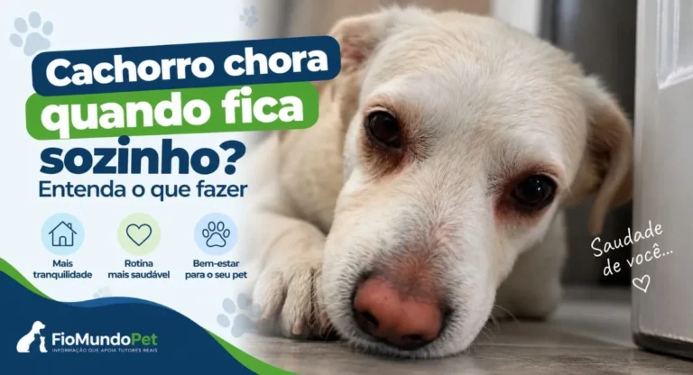 cachorro chora quando fica sozinho