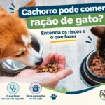 cachorro pode comer ração de gato