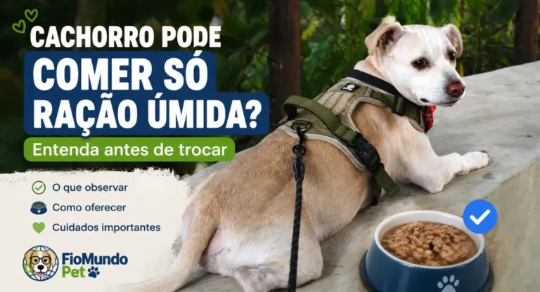 cachorro pode comer só ração úmida