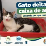 gato deita na caixa de areia